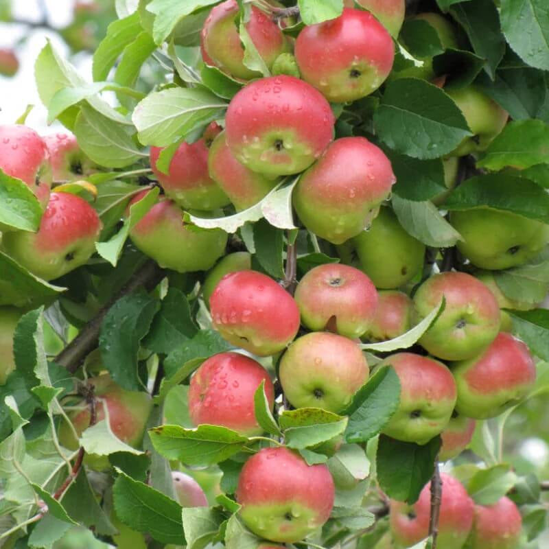 Apple Seeds – Pink and Green