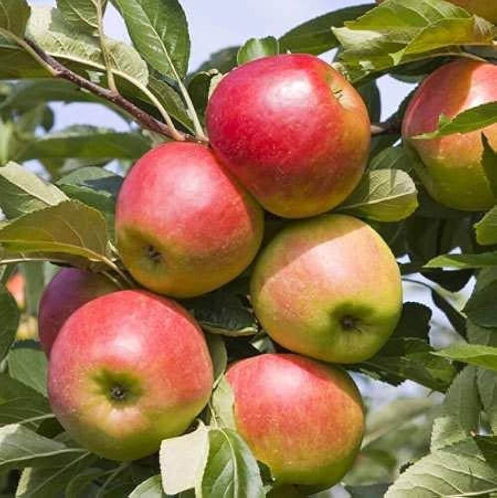 Apple Seeds – Pink and Yellow