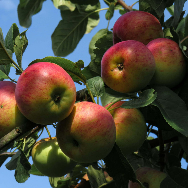 Apple Seeds – Red and Green