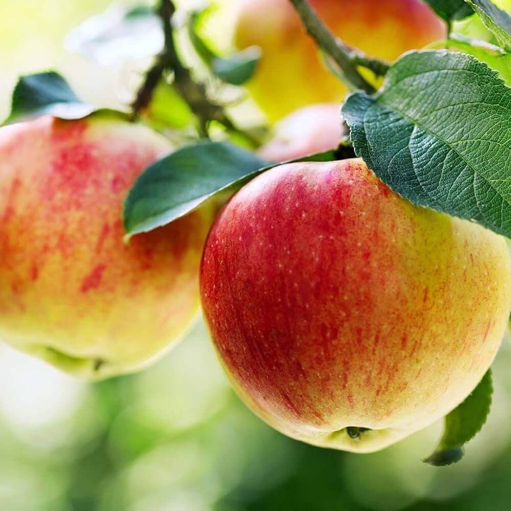 Apple Seeds – Red and Yellow
