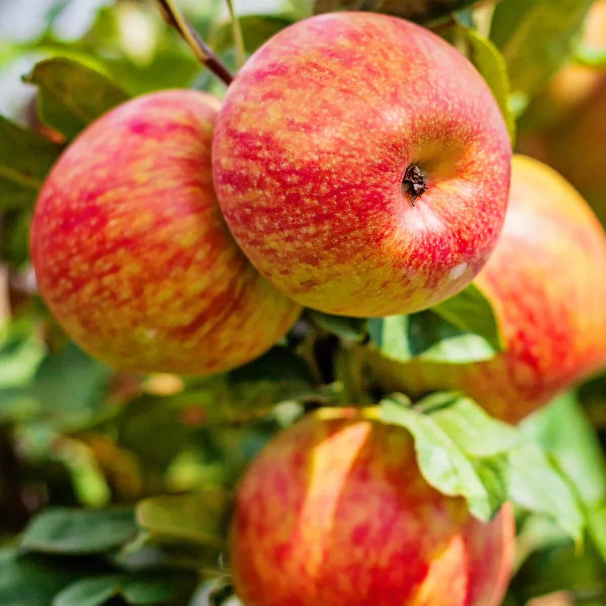 Apple Seeds – Red and Yellow