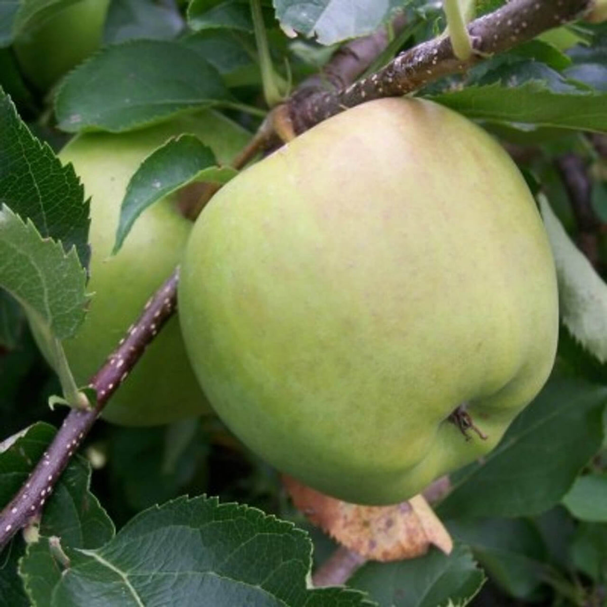 Apple Seeds – Crispin
