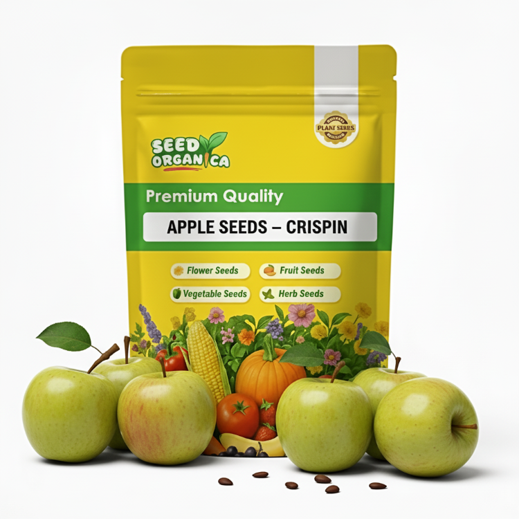 Apple Seeds – Crispin