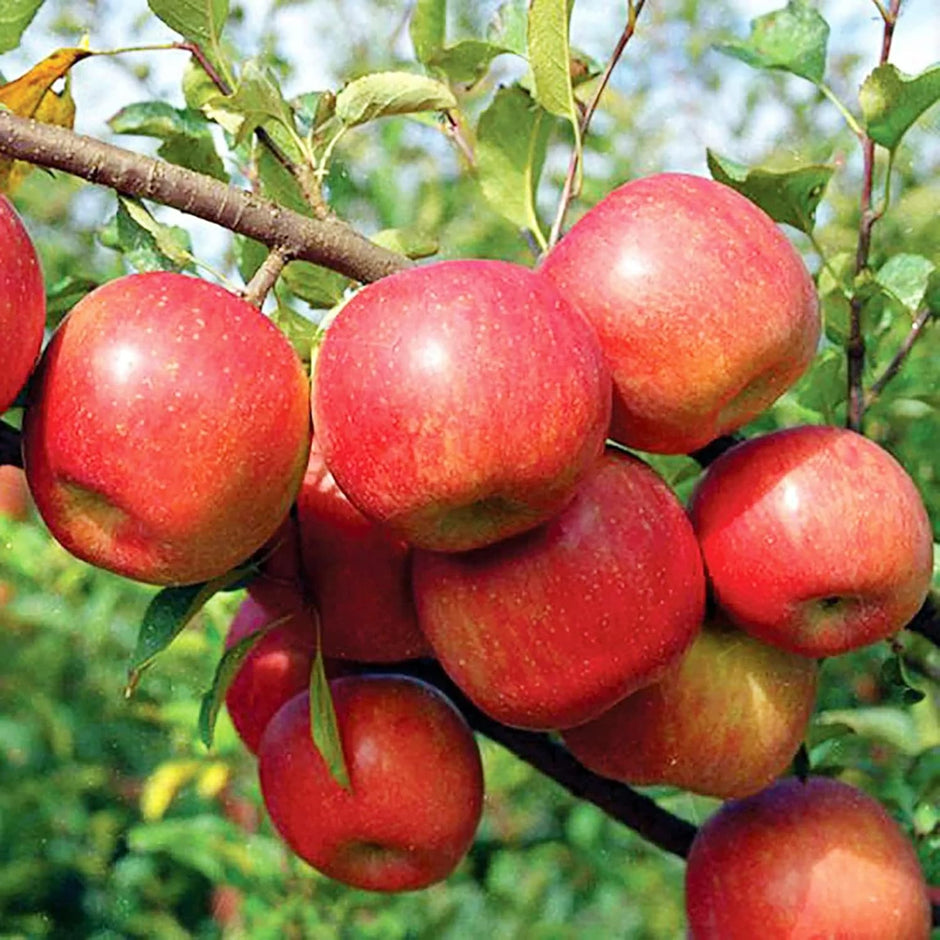 Apple Seeds for Planting | Fresh Seeds for Home Gardens – Page 2