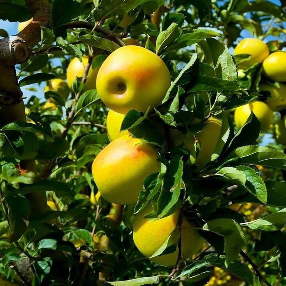 Apple Seeds – Golden Yellow