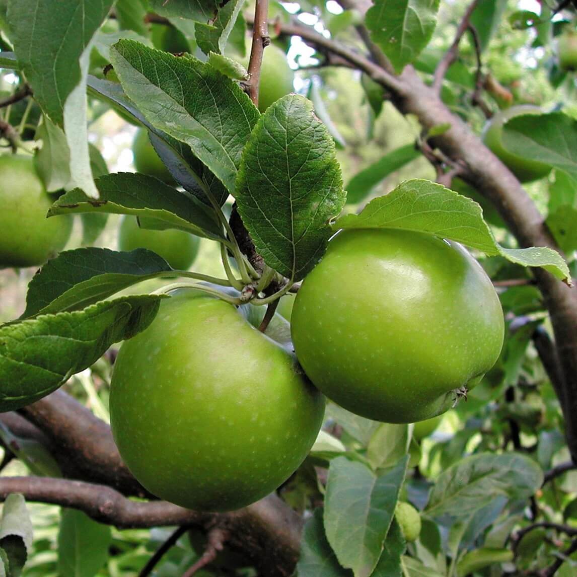 Apple Seeds – Granny Smith