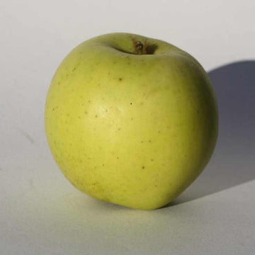 Apple Seeds – Grimes Golden