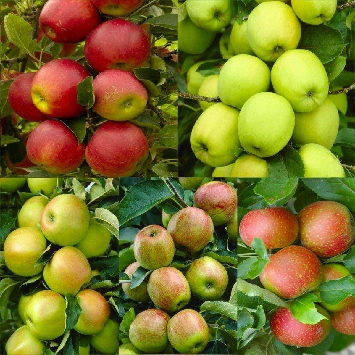 Apple Seeds – Mixed