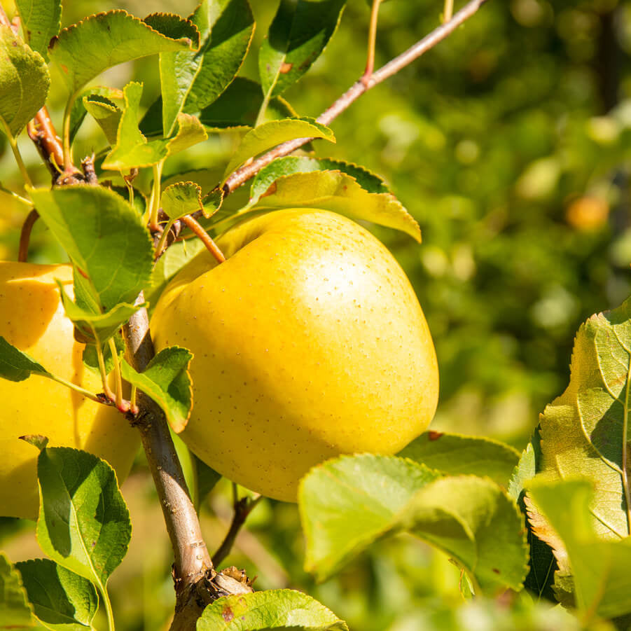 Apple Seeds – Opal Yellow