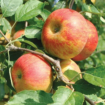 Apple Seeds – Pink and Yellow