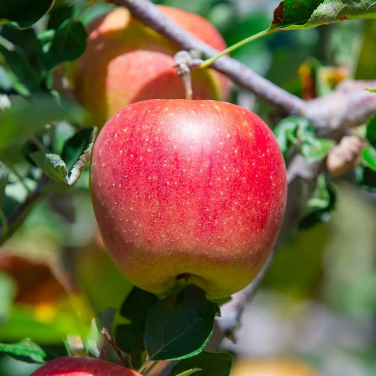 Apple Seeds – Red and Green