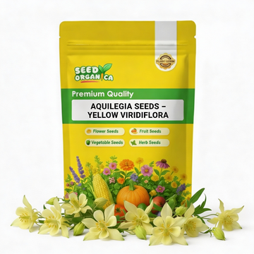 Aquilegia Seeds – Yellow Viridiflora