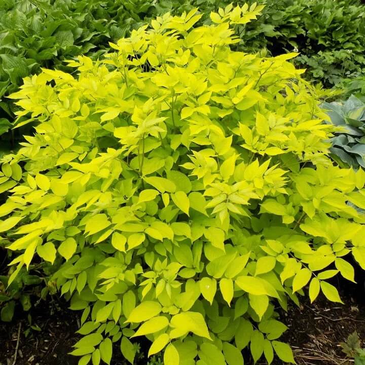 Aralia cordata Seeds for Planting