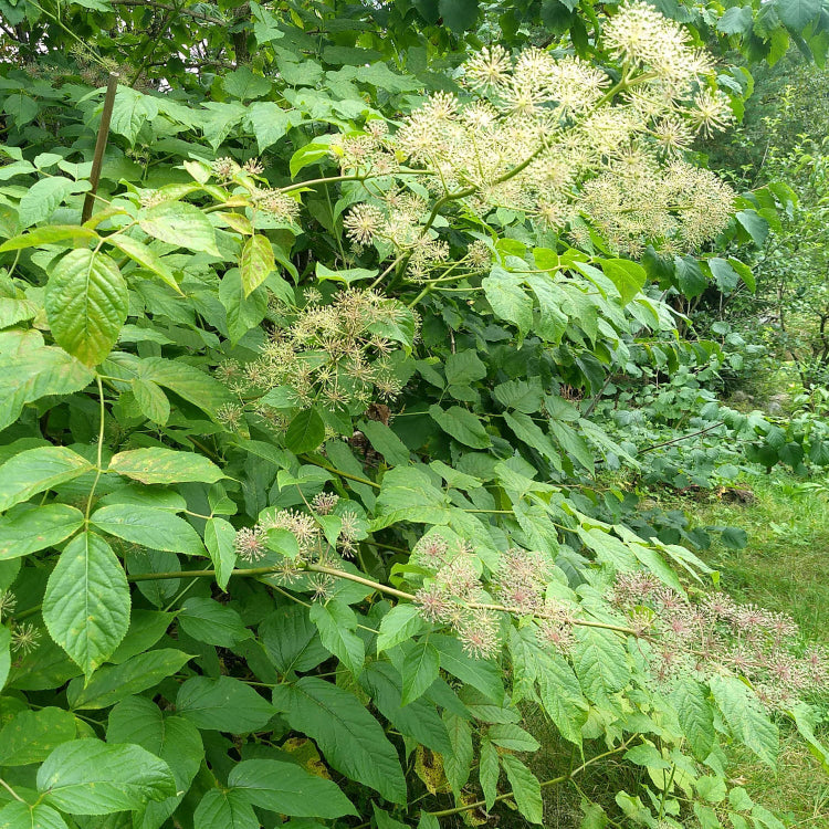 Aralia cordata Seeds for Planting