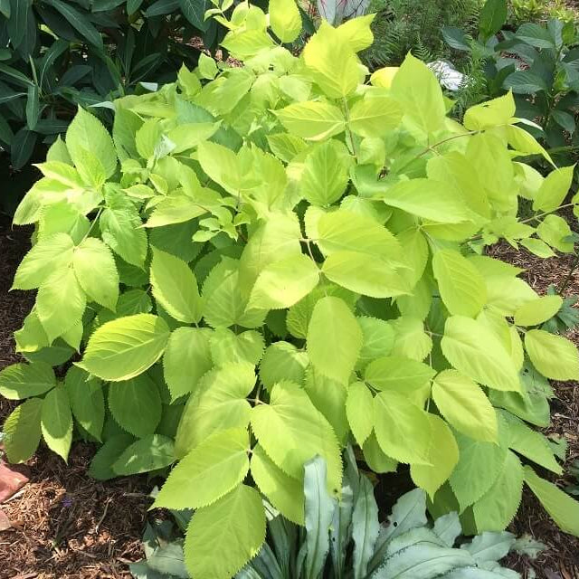 Aralia cordata Seeds for Planting