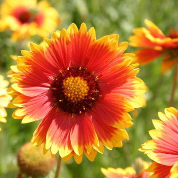 Aristata Seeds – Wildflower Mix, Heirloom
