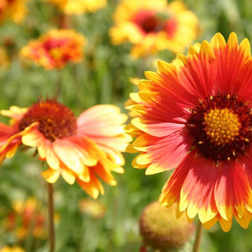 Aristata Seeds – Wildflower Mix, Heirloom
