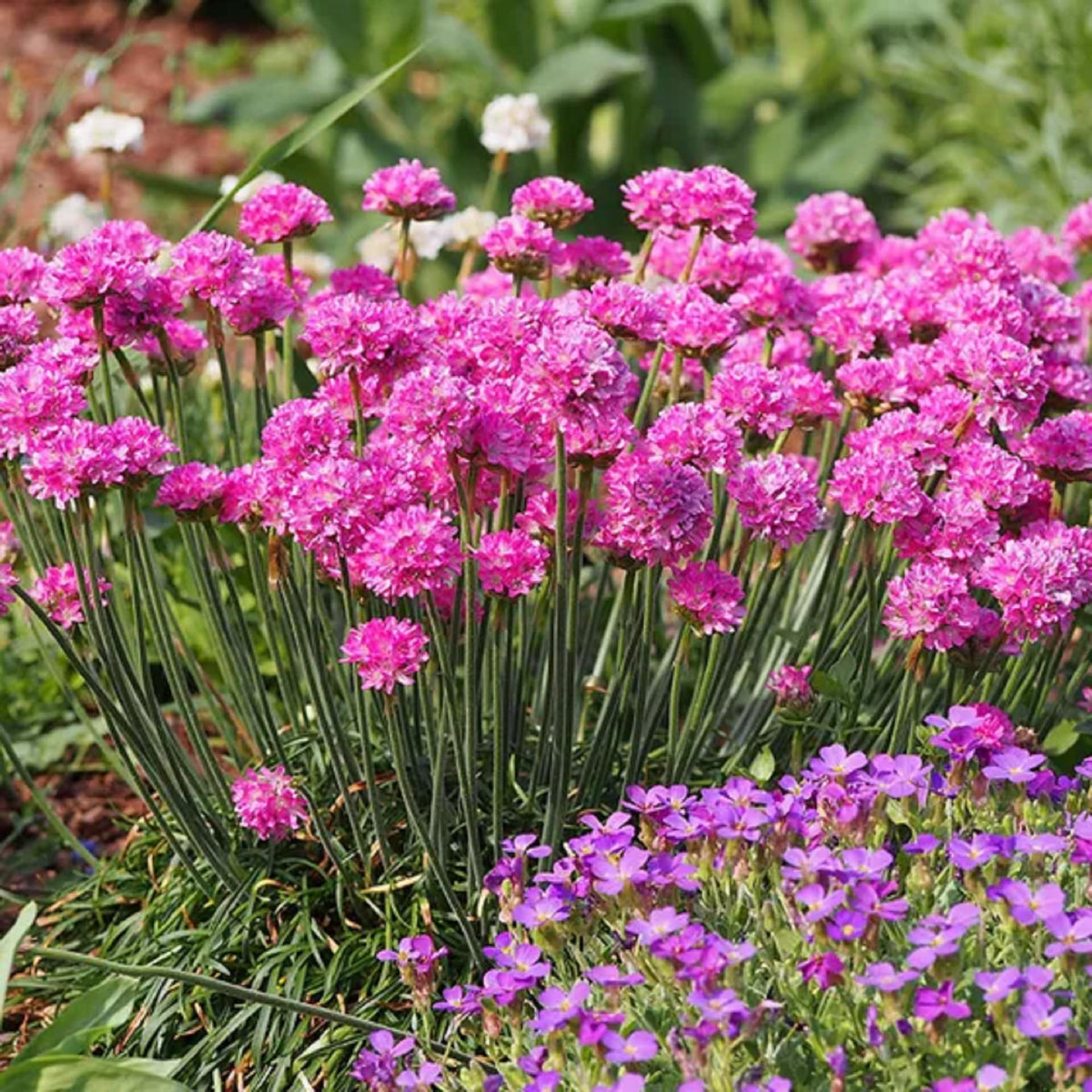 Armeria Seeds – Maritima
