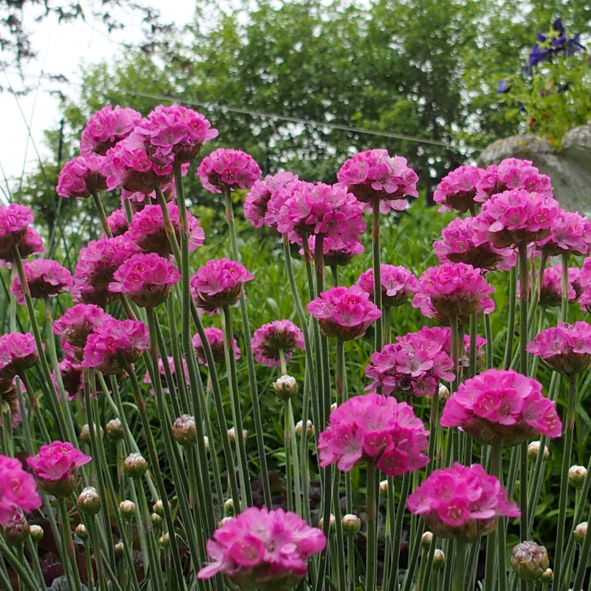 Armeria Seeds – Maritima

