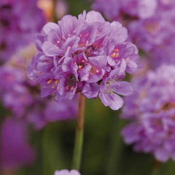 Armeria Seeds - Ballerina Lilac
