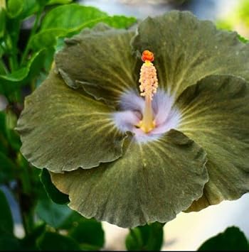 Army Green Hibiscus Seeds – wildflower