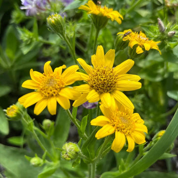 Arnica Seeds – Drought Tolerant