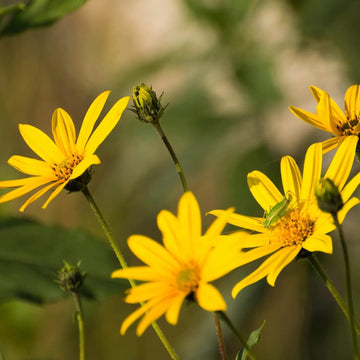 Arnica Seeds – Herbaceous Perennial
