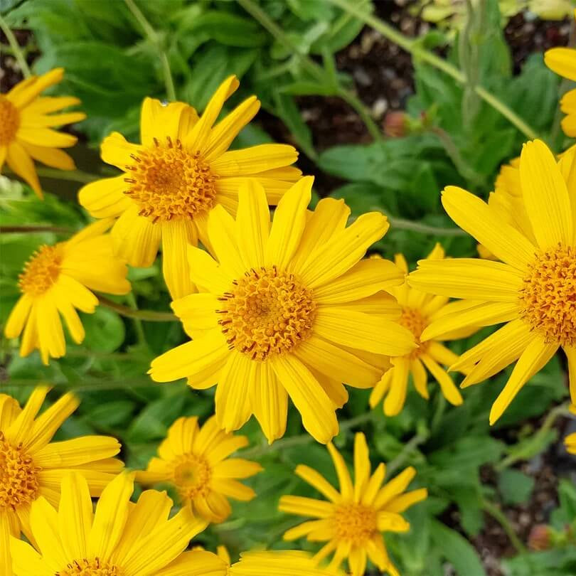 Arnica Seeds