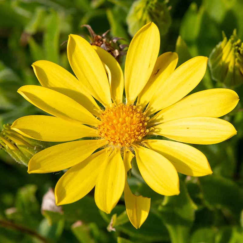 Arnica Seeds