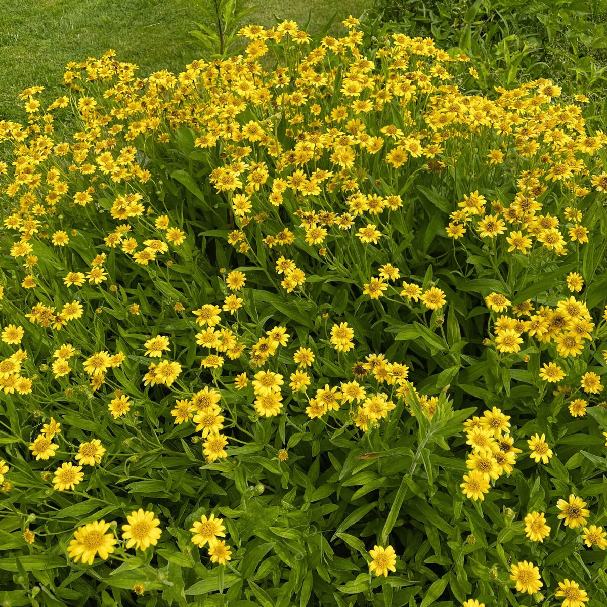 Arnica Seeds