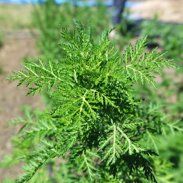 Artemisia Annua Seeds – Sweet Wormwood
