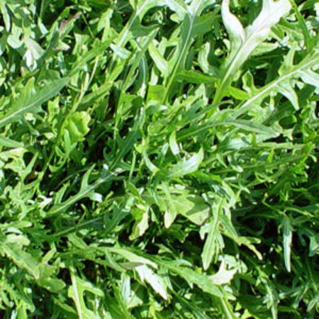 Arugula Seeds – Rocket Salad

