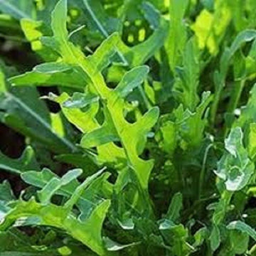 Arugula Seeds – Rucola Coltivata
