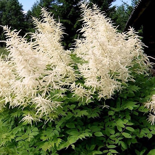 Aruncus Seeds
