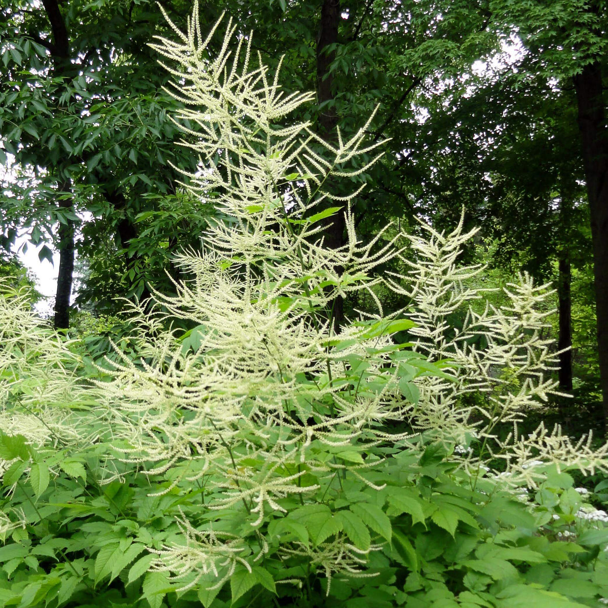 Aruncus Seeds – Elegant Garden 