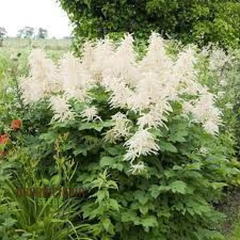 Aruncus Seeds

