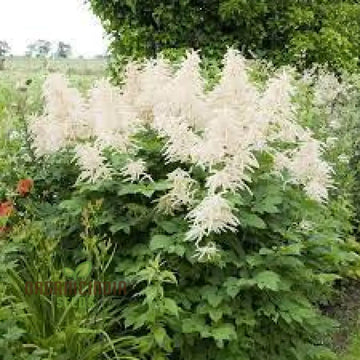 Aruncus Seeds
