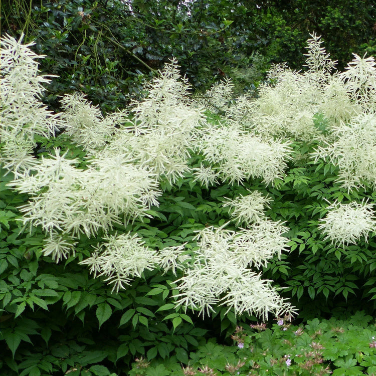 Aruncus Seeds
