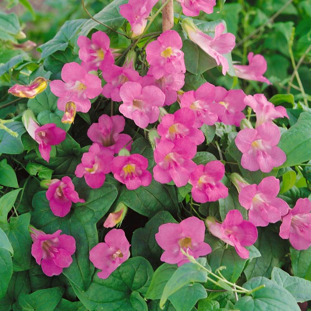 Asarina Seeds – Pink Bloom