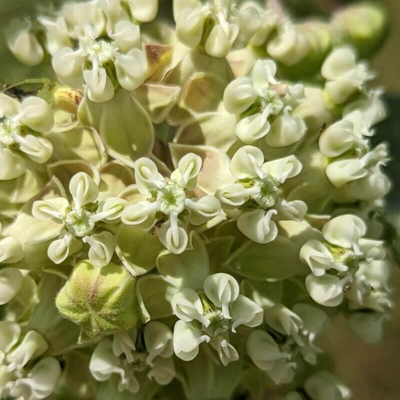 Asclepias Arenaria Seeds – Sand Milkweed