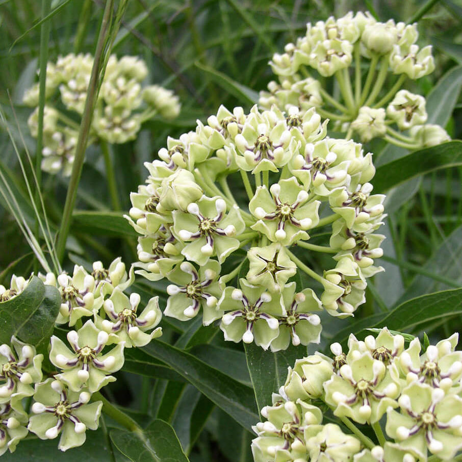 Asclepias Asperula Seeds – Antelope Horns