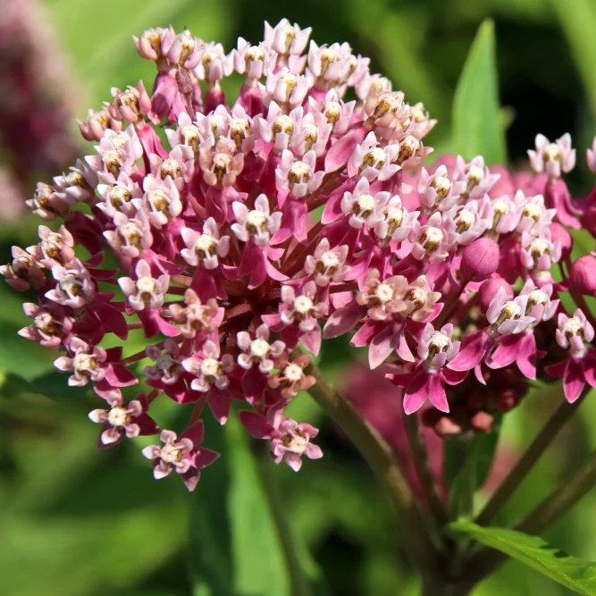 Asclepias Seeds – Incarnata
