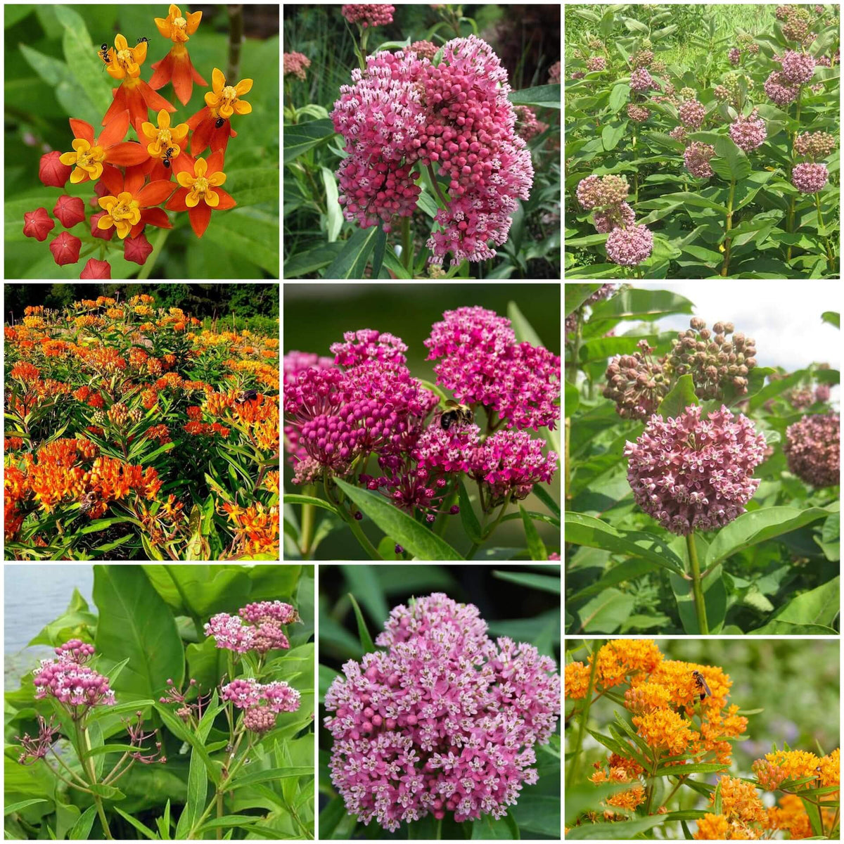 Asclepias Seeds
