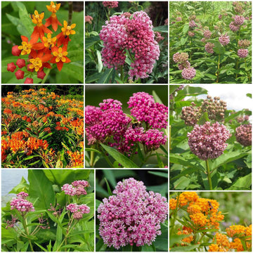 Asclepias Seeds