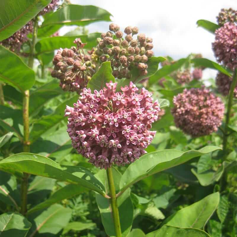 Asclepias Seeds