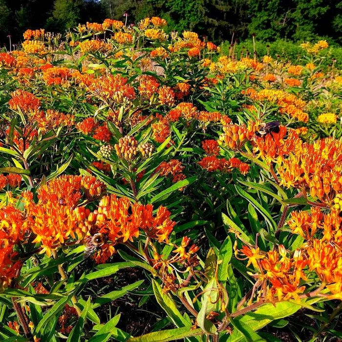 Asclepias Seeds