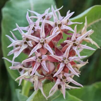 Asclepias Speciosa Seeds – Showy 