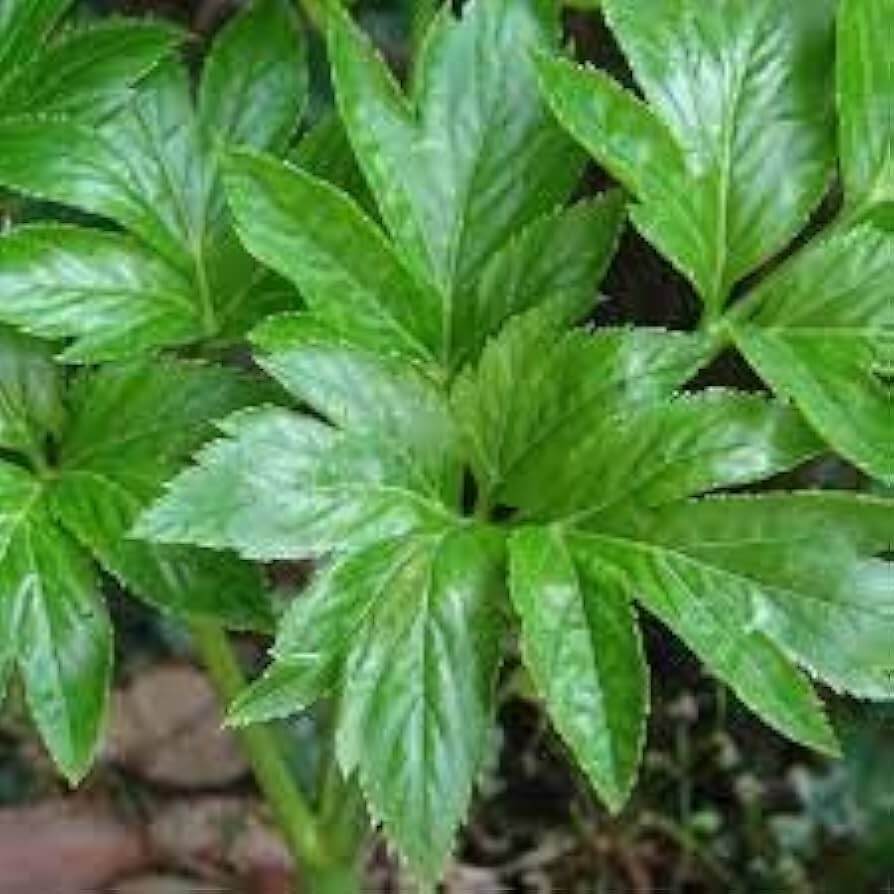 Ashitaba Greens Seeds
