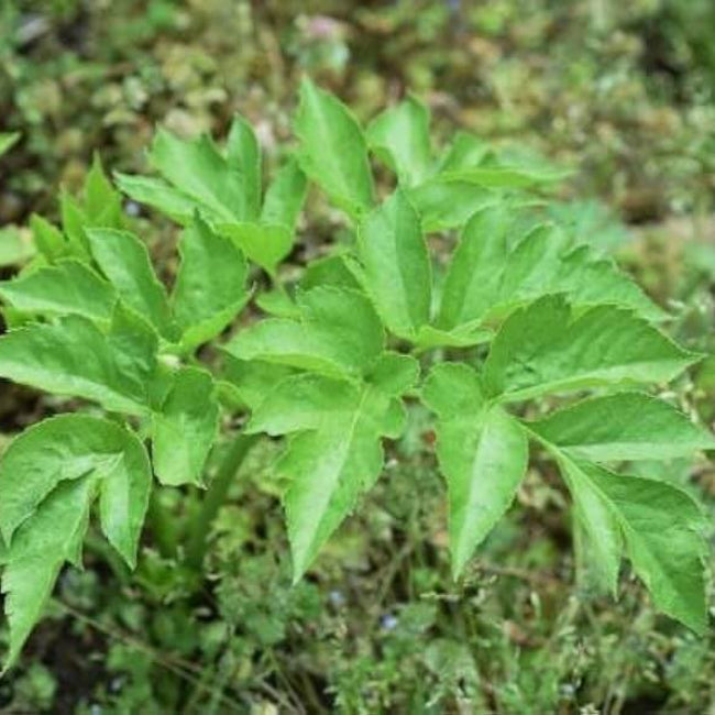 Ashitaba Greens Seeds