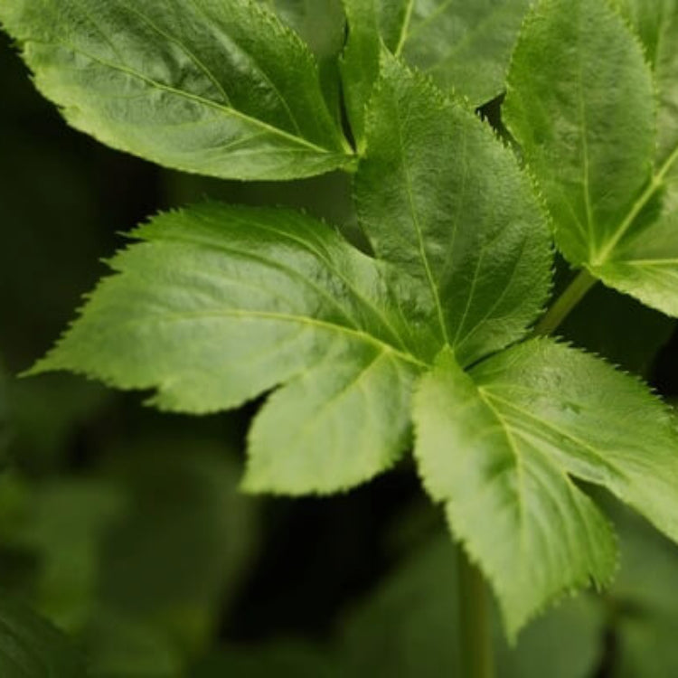 Ashitaba Greens Seeds